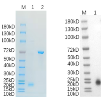 Reducing 4%-20% SDS-PAGE (CBB stained) and WB (Anti-His Mouse Monoclonal antibody) analysis profiles of purified LRRC3.
1. LRRC3: 1 μg
2. BSA: 1 μg